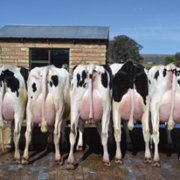 7HO11477d_09_201611_McCutchen Daughter Group at MD Dairy South Africa