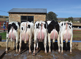 7HO11477d_09_201611_McCutchen Daughter Group at MD Dairy South Africa